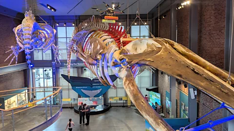 Jen Rose Smith The New Bedford Whaling Museum is home to the world's largest scrimshaw collection (Credit: Jen Rose Smith)